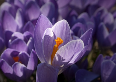 Re-développement du Quartier d&rsquo;Affaires